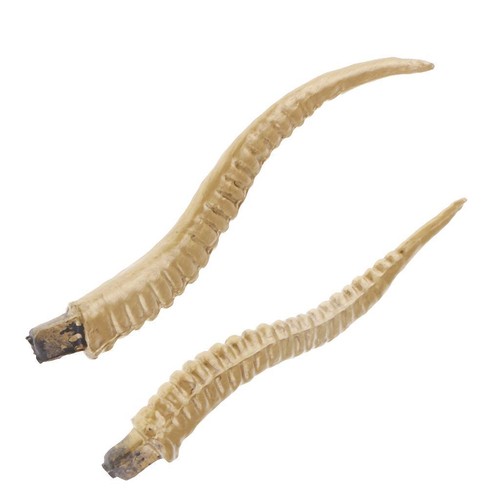 Antelope sheep horn - sheep,