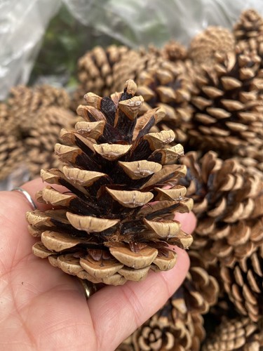 Pieces pine cones - pieces,