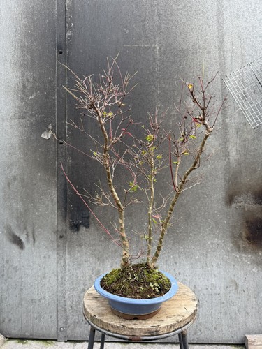 Japanese maple deshojo bonsai - japanese,