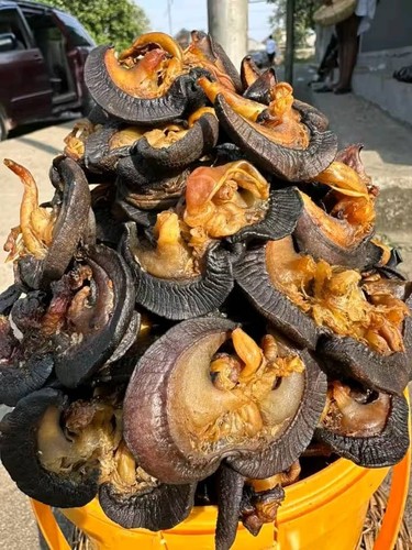 Oven dried snails - dried, large
