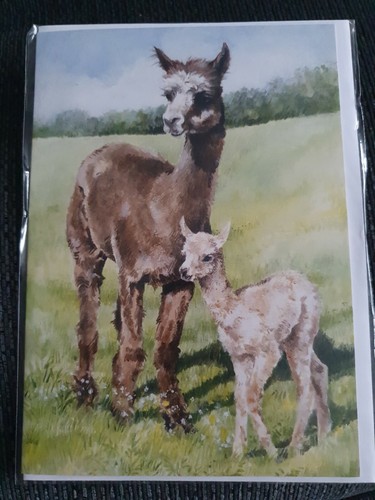 Alpacas greetings card - , alpaca