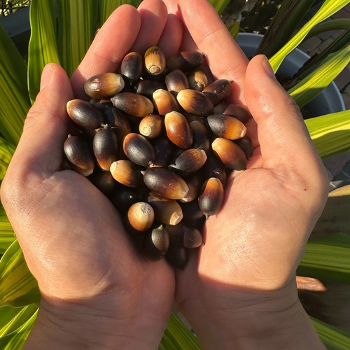 Natural florida oak acorns - oak,