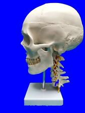 Life Size Human Skull with Neck Spine Skeleton Anatomy Model UK Stock