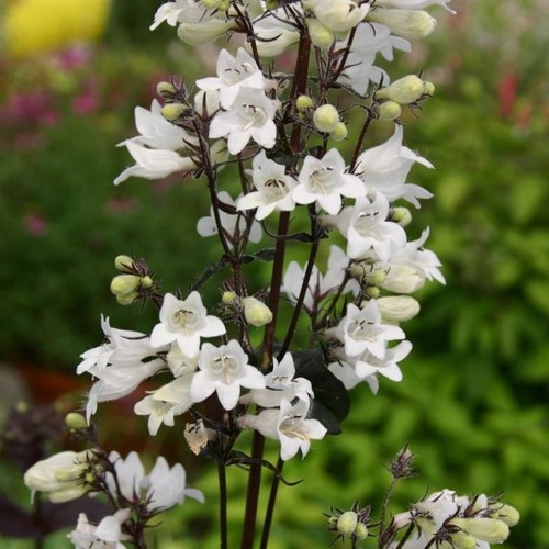 Beardtongues penstemon - beardtongues,