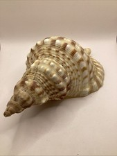 Triton's Trumpet Shell