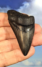 Megalodon Shark Fossil Tooth