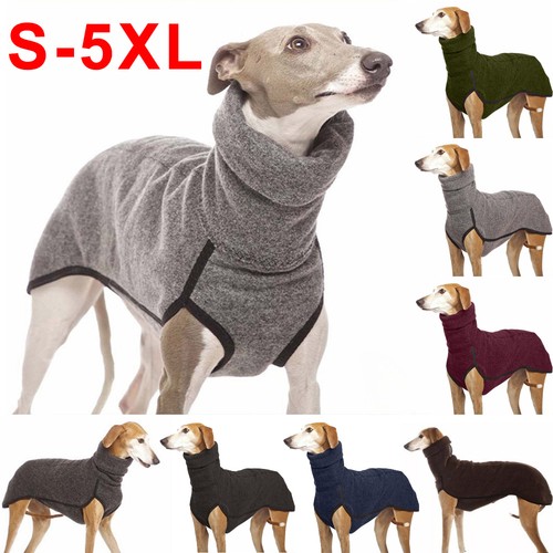 Pet dog winter high - winter,