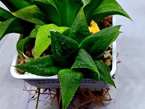 Haworthia emelyae badia - emelyae, x