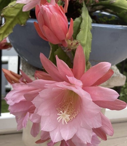 Epiphyllum nopalxochia - epiphyllum, “nopalxochia”