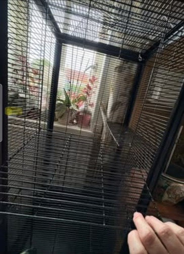 Chinchilla parrot chipmunk - parrot,