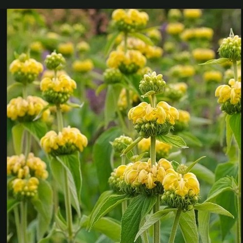Phlomis fructosa yellow - ,