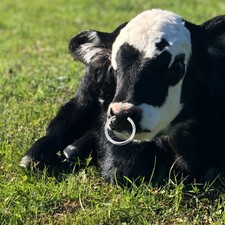 Livestock Cattle Nose Rings
