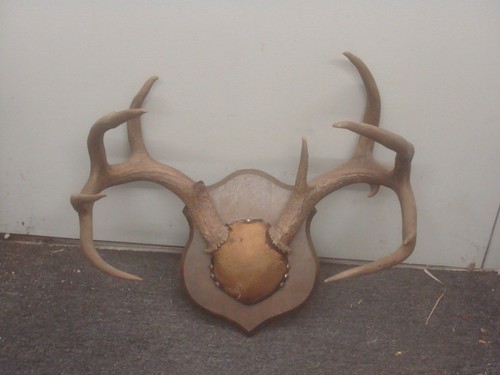 White tail deer antler mount - tail,
