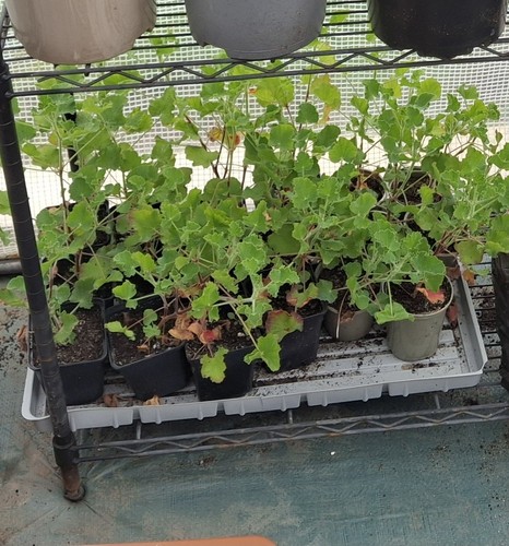 Pelargonium cola odorata - 3x,