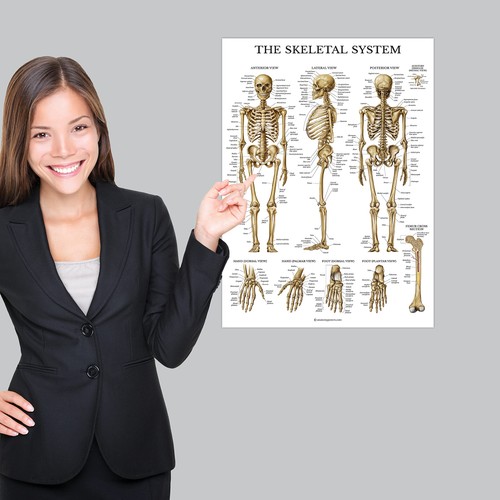 Skeletal system - skeletal,