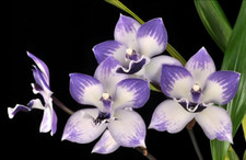 Zygonisia Cynosure 'Blue