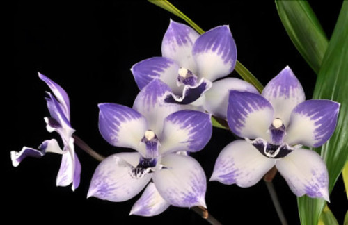 Zygonisia cynosure blue - zygonisia, 'blue