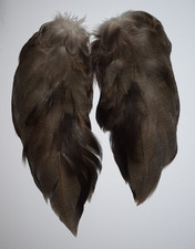 Select Complete set of Bronze Mallard Feathers from a Single Duck (70)