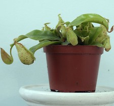 NEPENTHES MIRABILIS (Common