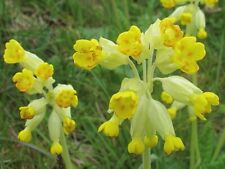 3X PRIMULA VERIS COWSLIP HARDY PRIMROSE PLANTS YELLOW FLOWER WILDFLOWER 9CM POTS