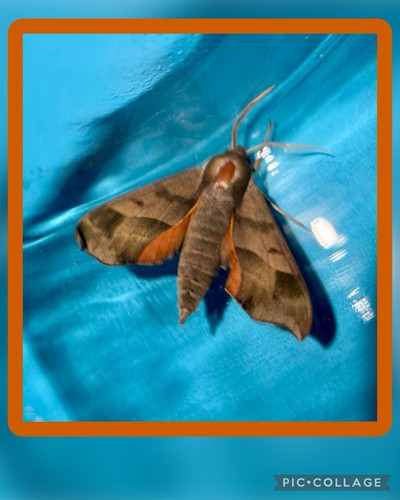 Virginia creeper sphinx - virginia,