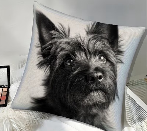Super soft black - cairn, terrier