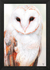 Barn Owl Framed Wall Art