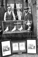 Fxx-76 Racing Pigeons, Lincoln