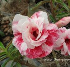 Adenium obesum - Desert Rose - Double Petunia - Freshly Arrived from Thailand