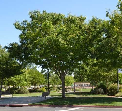 Zelkova serrata 9cm - in,