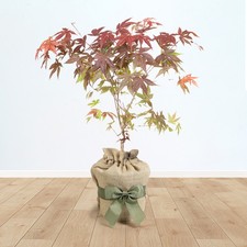 Gifted Wrapped Japanese Maple