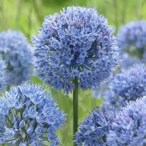 10x allium azureum beautiful - 10x,
