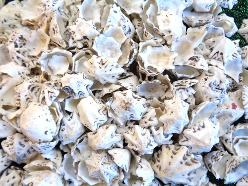 Star limpet bulk buy - kg,