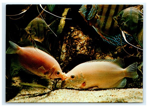 Tropical aquarium kissing - tropical,