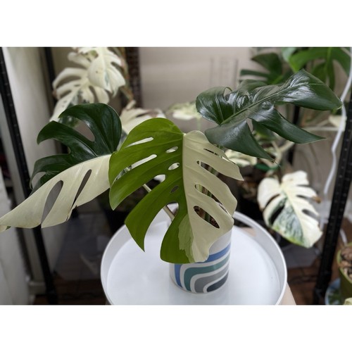 Monstera albo borsigiana half - monstera,