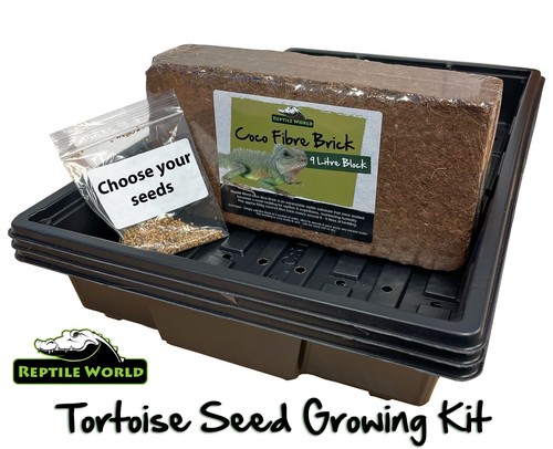 Reptile world tortoise seed - world,