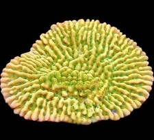 M.O.C. KUNG PAO MONTIPORA FRAG-SPS/ FRAG/CORAL/MARINE