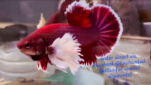 Wysiwyg live betta - wysiwyg-,