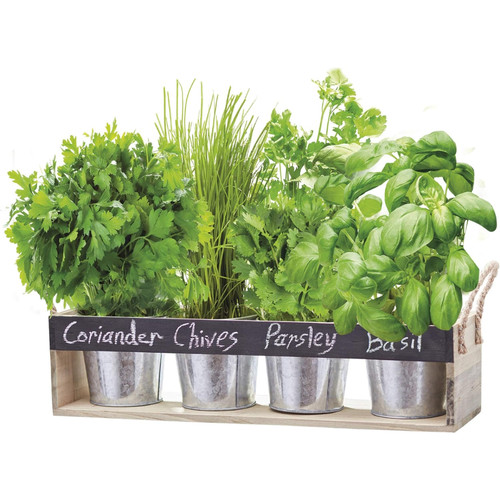 Thompson morgan wooden herb - thompson,