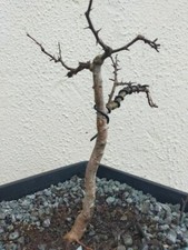 Hawthorn Bonsai Tree #7
