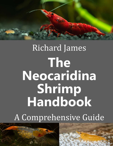 The neocaridina shrimp - the,