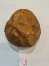 micraster echinoid fossil –genuine cretaceous sea urchin from The Isle of Wight