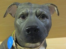 Beautiful LARGE Leonardo