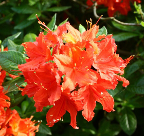 Rhododendron balzac large - rhododendron, ak