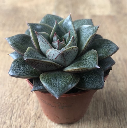 Echeveria purpusoram var - var., |