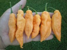 PEACH BHUT JOLOKIA Ghost/Naga