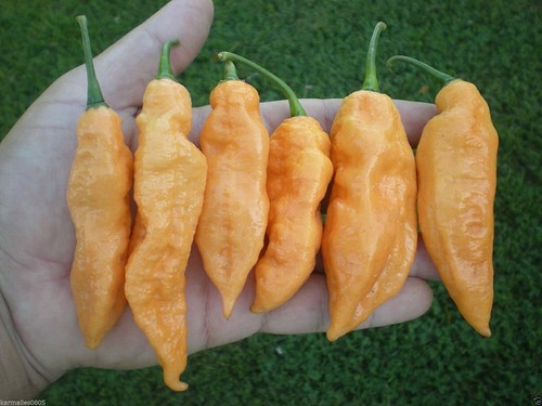 Peach bhut jolokia ghost naga - bhut, ghost/naga