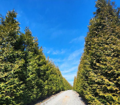 Thuja green giant arborvitae - giant,