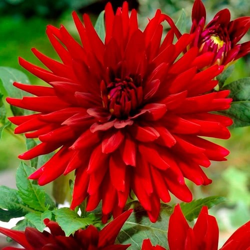 Schone xtra large dahlia - xtra,