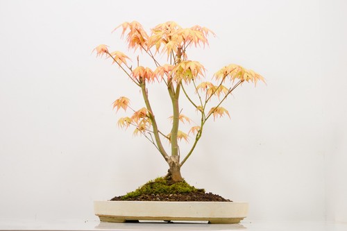 Katsura japanese maple bonsai - japanese,